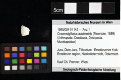 Foto (Objket + Etiketten) von Cracensigillatus acutirostris (Moericke, 1889) 